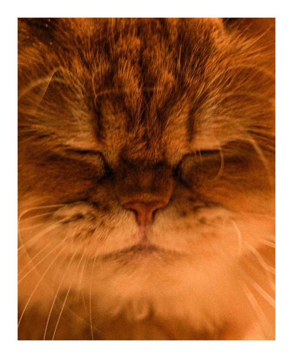 Close-up of a cat