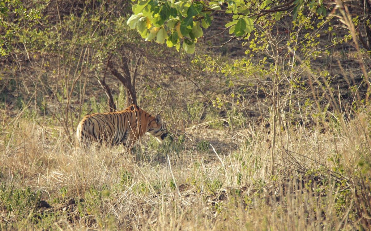 Tiger at Melghat