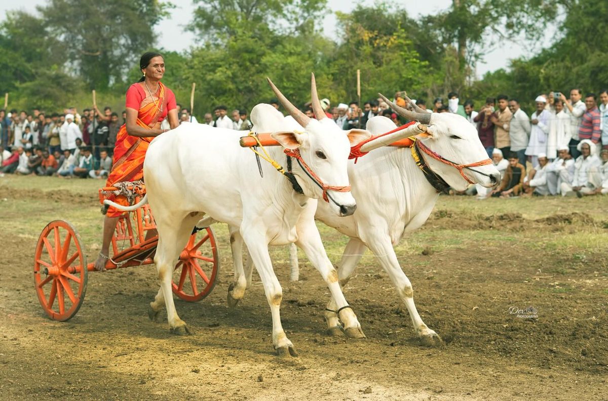 Bullock cart race