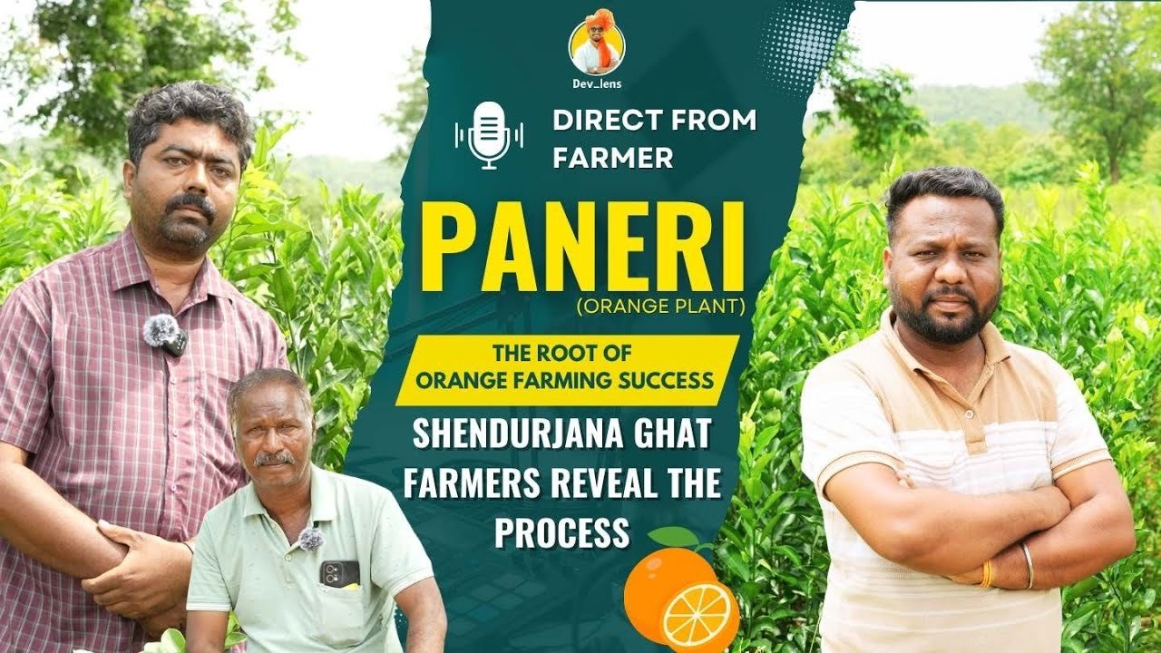 Paneri orange farming video thumbnail